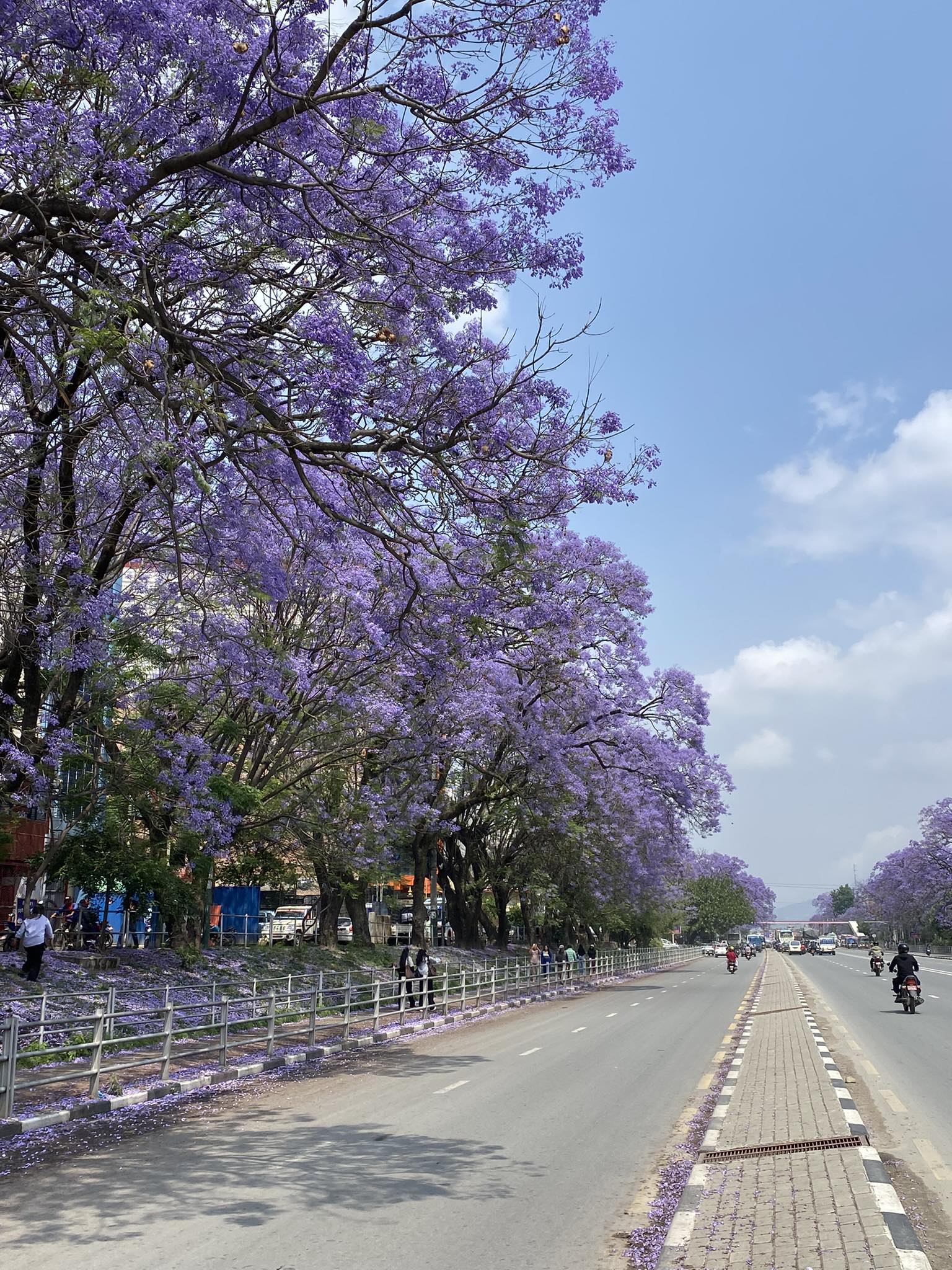 Jacaranda Blooming