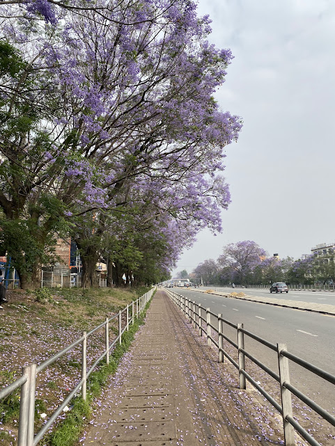 Jacaranda Blooming in Mahalaxmi, Nakhipot, Lalitpur, Nepal